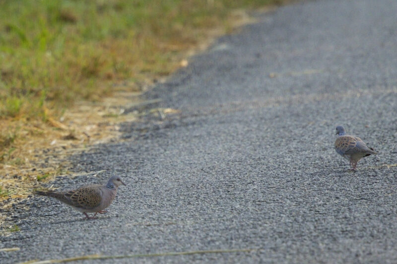 Tourterelle des bois